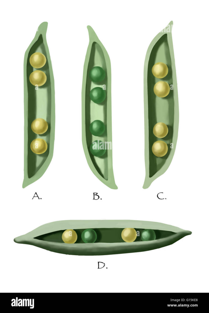 gregor-mendel_experimentos-sobre-hibridacin-de-plantas.png